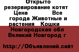 Открыто резервирование котят › Цена ­ 15 000 - Все города Животные и растения » Кошки   . Новгородская обл.,Великий Новгород г.